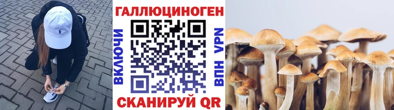 цены MEGA маркетплейс Псилоцибиновые грибы Cubensis Шарья
